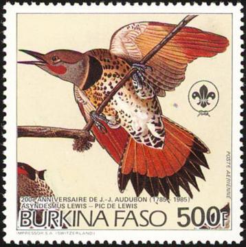 BURKINA FASO 7 - Dieren: vogels (grondspecht) beschikbaar voor biedingen