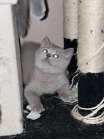 Briste korhaar kittens mogen nestje verlaten!, Meerdere dieren, Ontwormd, 0 tot 2 jaar