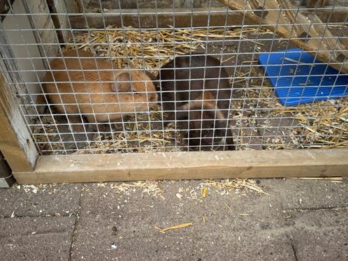 2 minilop konijnen met konijnen hok incl, buitenren., Dieren en Toebehoren, Konijnen, Dwerg, Geslacht onbekend, 0 tot 2 jaar