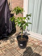 Avocadoplant, In pot, Halfschaduw, 100 tot 250 cm, Zomer