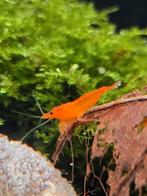 Orange Sakura Garnalen, Dieren en Toebehoren, Vissen | Aquariumvissen, Kreeft, Krab of Garnaal