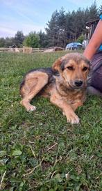 Diana - Lieve, vriendelijke hond zoekt veiligheid en liefde, Dieren en Toebehoren, Particulier, Rabiës (hondsdolheid), 15 weken tot 1 jaar