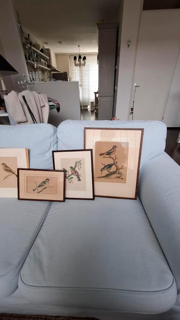 5 Oude Gravures van Vogels en plant, Antiek en Kunst, Kunst | Etsen en Gravures, Ophalen