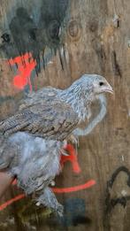 Trio brahma, Dieren en Toebehoren, Pluimvee, Meerdere dieren, Kip