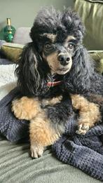 Verwacht Dwerg/Toypoedel  pups rond 20 mrt met FCI stamboom, Poedel, 8 tot 15 weken, Meerdere, Meerdere dieren