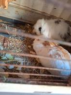 konijnen te koop, Dieren en Toebehoren, Konijnen, Vrouwelijk
