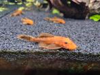 Ancistrus Red, Dieren en Toebehoren, Vissen | Aquariumvissen, Vis, Zoetwatervis