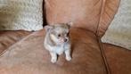 Pomchi Pup, chihuahua / pomeriaan puppy's, Dieren en Toebehoren, Katten en Kittens | Dekkaters, 0 tot 2 jaar