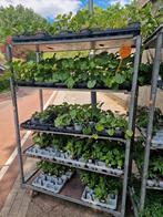 Groenteplanten, Tuin en Terras, Planten | Tuinplanten, Ophalen