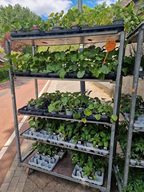 Groenteplanten, Tuin en Terras, Planten | Tuinplanten, Ophalen