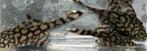 L519 Kiefner (Ancistrus sp.) Man, Dieren en Toebehoren, Vissen | Aquariumvissen, Vis