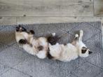 Twee lieve Ragdolls, Poes, Gechipt, 3 tot 5 jaar