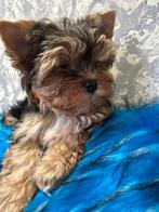 Mini Yorkshire Terrier & Mini Biewer Yorkshire Terrier, Reu, 8 tot 15 weken, Meerdere, Parvo