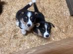 Te koop: Welsh Corgi puppy’s, Dieren en Toebehoren, 8 tot 15 weken, Meerdere, Meerdere dieren, Middel