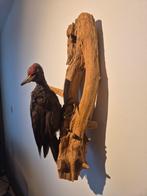 Opgezette zwarte specht, Meerdere dieren