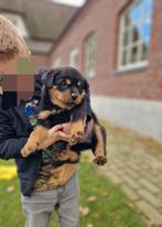 Mooie Rottweiler pups, Dieren en Toebehoren, 8 tot 15 weken, Meerdere, Meerdere dieren, Rottweiler