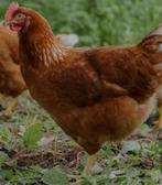 Jonge, Bruine leghennen/kippen, Dieren en Toebehoren, Pluimvee, Vrouwelijk, Kip
