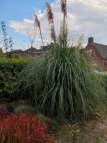 Pampasgras roze beschikbaar voor biedingen