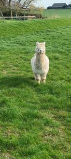 Alpaca hengst (juli 2022 geboren), Dieren en Toebehoren, Overige Dieren, Mannelijk