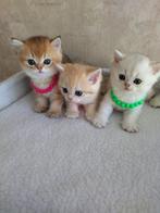 Britės super mooie kittens, Dieren en Toebehoren, Katten en Kittens | Raskatten | Korthaar, Meerdere dieren, Gechipt