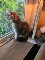 Maine Coon: 100% mag verhuizen., Dieren en Toebehoren, Katten en Kittens | Raskatten | Langhaar, Kater, Gechipt, 0 tot 2 jaar