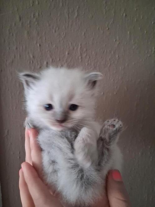 Ragdoll kittens, Dieren en Toebehoren, Katten en Kittens | Raskatten | Langhaar, Kater, Met stamboom, Ontwormd, Ingeënt