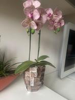 Kunst Orchidee in Pot - 60cm, Tuin en Terras, Planten | Tuinplanten, Ophalen, Bloeit niet, Vaste plant, Overige soorten