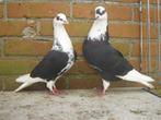 Sierduiven.., Dieren en Toebehoren, Vogels | Duiven