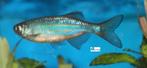 Reuze Danio, Dieren en Toebehoren, Vis, Zoetwatervis, Schoolvis