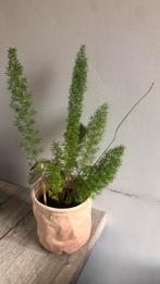 Asparagas plant, Ophalen of Verzenden, Halfschaduw, Minder dan 100 cm