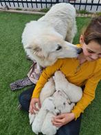 Super mooie, lieve, goed gesocialiseerde Zwitserse Witte her, Dieren en Toebehoren, Honden | Herdershonden en Veedrijvers, CDV (hondenziekte)