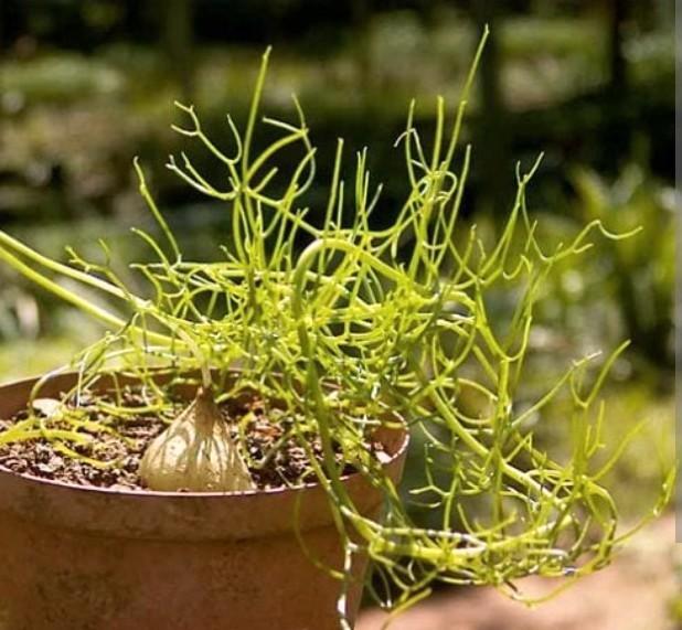 Bowiea knolletjes plantje., Huis en Inrichting, Kamerplanten, Minder dan 100 cm, Bloeiende kamerplant, Volle zon, Ophalen of Verzenden