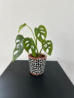 Stekje Monstera adansonii, Huis en Inrichting, Kamerplanten, Overige soorten, Minder dan 100 cm, Halfschaduw, Ophalen