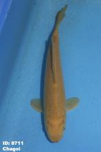 Marusei Chagoi 25-35 cm | TAMMAKERS & SNELLE GROEIERS, Karper of Koi