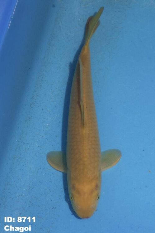 Marusei Chagoi 25-35 cm | TAMMAKERS & SNELLE GROEIERS, Dieren en Toebehoren, Vissen | Vijvervissen, Karper of Koi