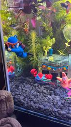 Superfish Home 30 Aquarium zwart (kompleet), Vis