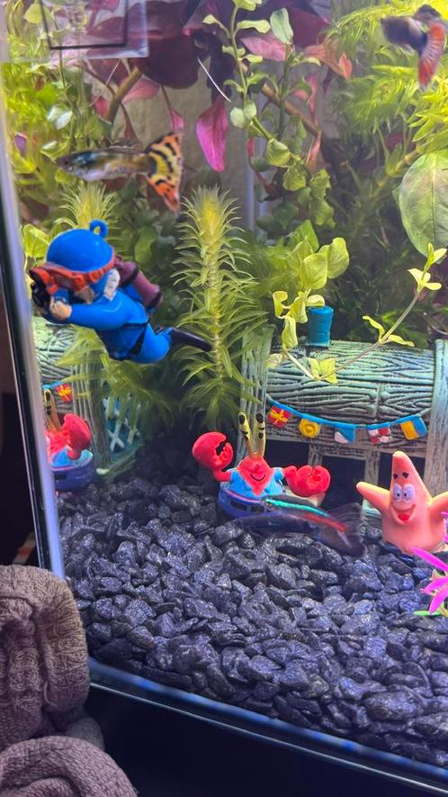 Superfish Home 30 Aquarium zwart (kompleet), Dieren en Toebehoren, Vissen | Aquariumvissen, Vis
