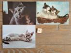 Set 4 3 KATTEN kaarten postcrossing nieuw, Verzamelen, Ansichtkaarten | Dieren, Ophalen of Verzenden, 1980 tot heden, Hond of Kat