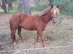 3 jarige c pony, Dieren en Toebehoren, Merrie, Gechipt, 3 tot 6 jaar, C pony (1.27m tot 1.37m)