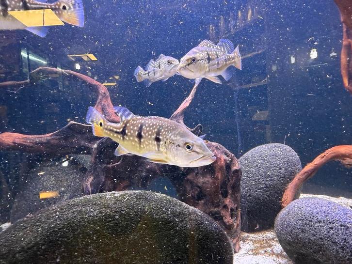 Cichla Orinocensis maat m, Dieren en Toebehoren, Vissen | Aquariumvissen, Vis