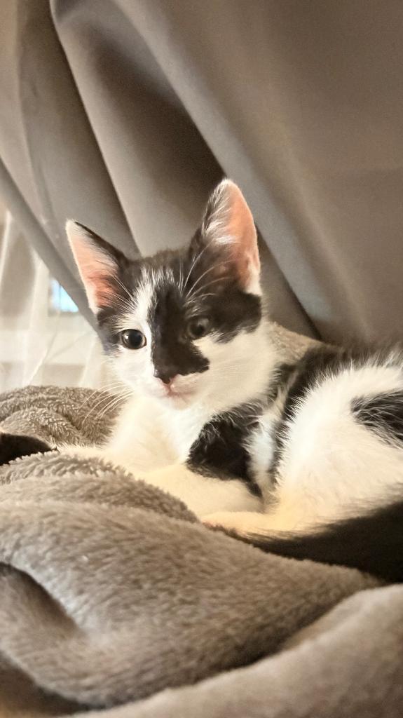 Kittens, Dieren en Toebehoren, Katten en Kittens | Raskatten | Korthaar, Meerdere dieren, 0 tot 2 jaar, Ontwormd