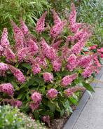 Buddleja Butterfly Candy 'Little Lila' | dwergvlinderstruik, Overige soorten, Volle zon, Vaste plant, Ophalen of Verzenden