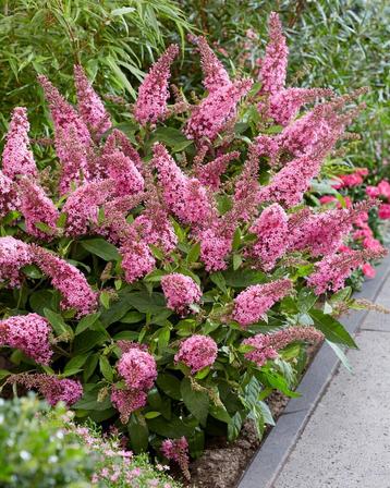 Buddleja Butterfly Candy 'Little Lila' | dwergvlinderstruik beschikbaar voor biedingen