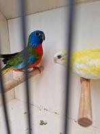 Koppel splendid parkiet geringd    split X Lutino, Dieren en Toebehoren, Meerdere dieren, Parkiet, Geringd
