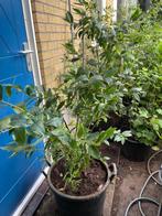 Blauwe bes, Tuin en Terras, Ophalen, Lente, Overige soorten, Volle zon
