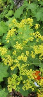 Meerdere soorten planten in pot ook inheems, Ophalen, Zomer, Overige soorten, Volle zon