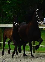 Prachtig mooi fries hengstveulen  vol papier, Dieren en Toebehoren, Paarden, Minder dan 160 cm, Niet van toepassing, Dressuurpaard