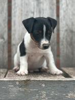 Prachtige Jack Russell pups te koop, Rabiës (hondsdolheid), Jack Russell Terriër, 8 tot 15 weken, Meerdere dieren