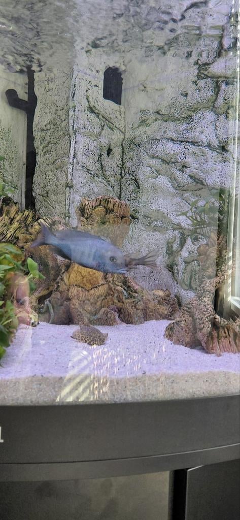 2 stuks chicliden, Dieren en Toebehoren, Vissen | Aquariumvissen, Vis