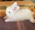 GEZOCHT Engelse angora full face ram WIT, Mannelijk